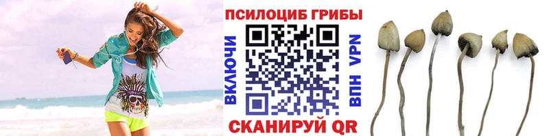 Галлюциногенные грибы мицелий  Купить где  Сланцы 